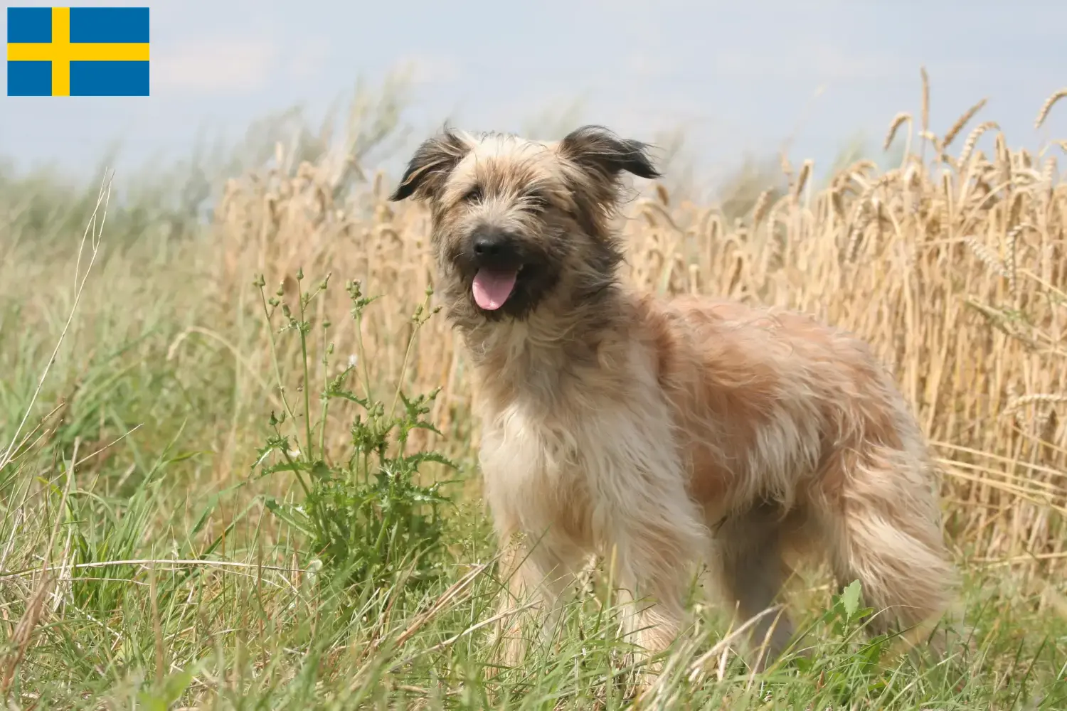 Lees meer over het artikel Berger des Pyrenees fokkers en pups in Zweden