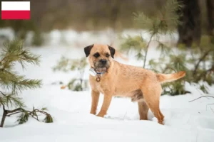 Lees meer over het artikel Border Terriër fokkers en puppies in Polen