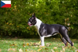 Lees meer over het artikel Boston Terrier fokkers en pups in Tsjechië