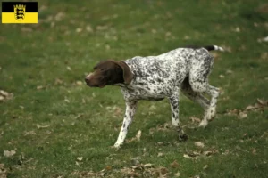 Lees meer over het artikel Braque français type Pyrénées fokkers en pups in Baden-Württemberg