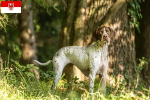 Lees meer over het artikel Braque français type Pyrénées fokkers en pups in Brandenburg