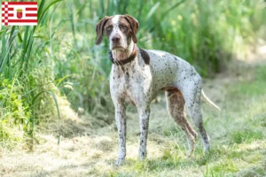 Lees meer over het artikel Braque français type Pyrénées fokkers en pups in Bremen