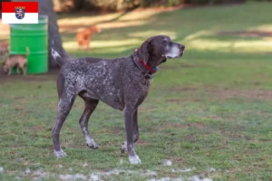 Lees meer over het artikel Braque français type Pyrénées fokkers en pups in Hessen