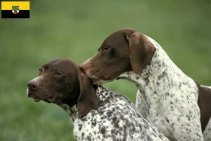 Lees meer over het artikel Braque français type Pyrénées fokkers en puppies in Saksen-Anhalt