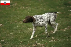 Lees meer over het artikel Braque français type Pyrénées fokkers en pups in Thüringen