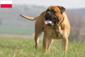 Lees meer over het artikel Bullmastiff fokkers en pups in Polen