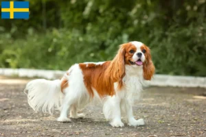 Lees meer over het artikel Cavalier King Charles Spaniël fokkers en puppies in Zweden