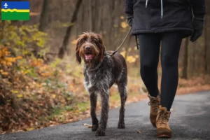 Lees meer over het artikel Český fousek fokkers en pups in Flevoland