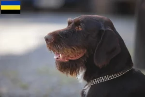 Lees meer over het artikel Český fousek fokkers en pups in Gelderland