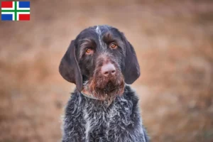 Lees meer over het artikel Český fousek fokkers en pups in Groningen