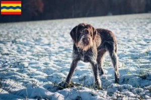 Lees meer over het artikel Český fousek fokkers en pups in Overijssel