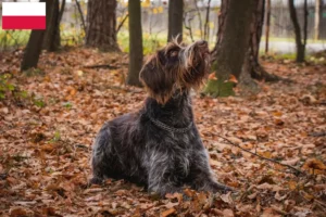 Lees meer over het artikel Český fousek fokkers en pups in Polen