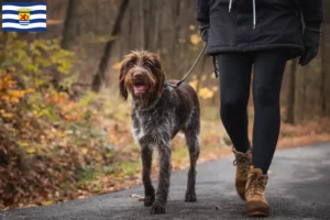 Lees meer over het artikel Český fousek fokkers en pups in Zeeland