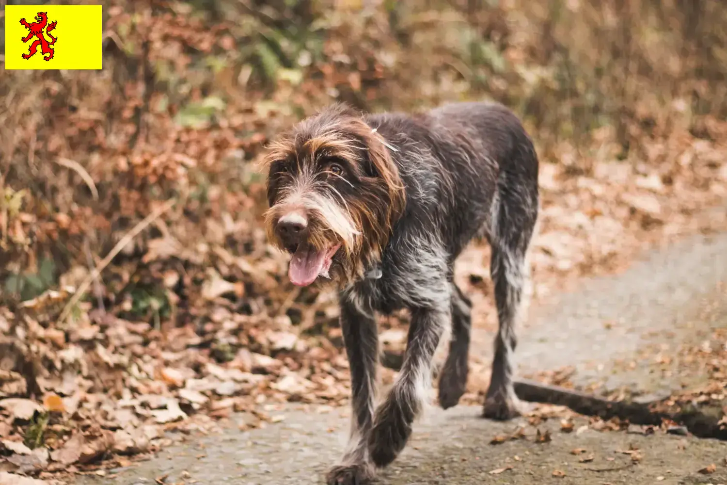 Lees meer over het artikel Český fousek fokkers en pups in Zuid-Holland