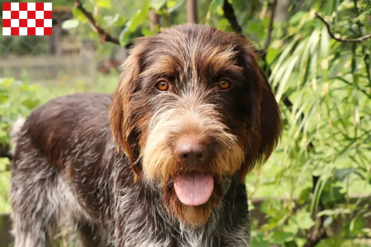 Lees meer over het artikel Český fousek fokkers en pups in Noord-Brabant