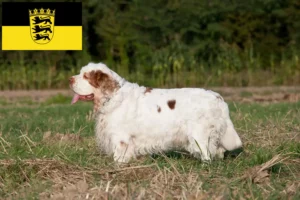 Lees meer over het artikel Clumber Spaniel fokkers en pups in Baden-Württemberg