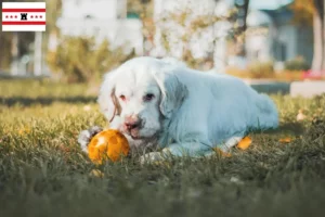 Lees meer over het artikel Clumber Spaniel fokkers en pups in Drenthe