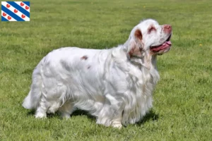 Lees meer over het artikel Clumber Spaniel fokkers en pups in Friesland