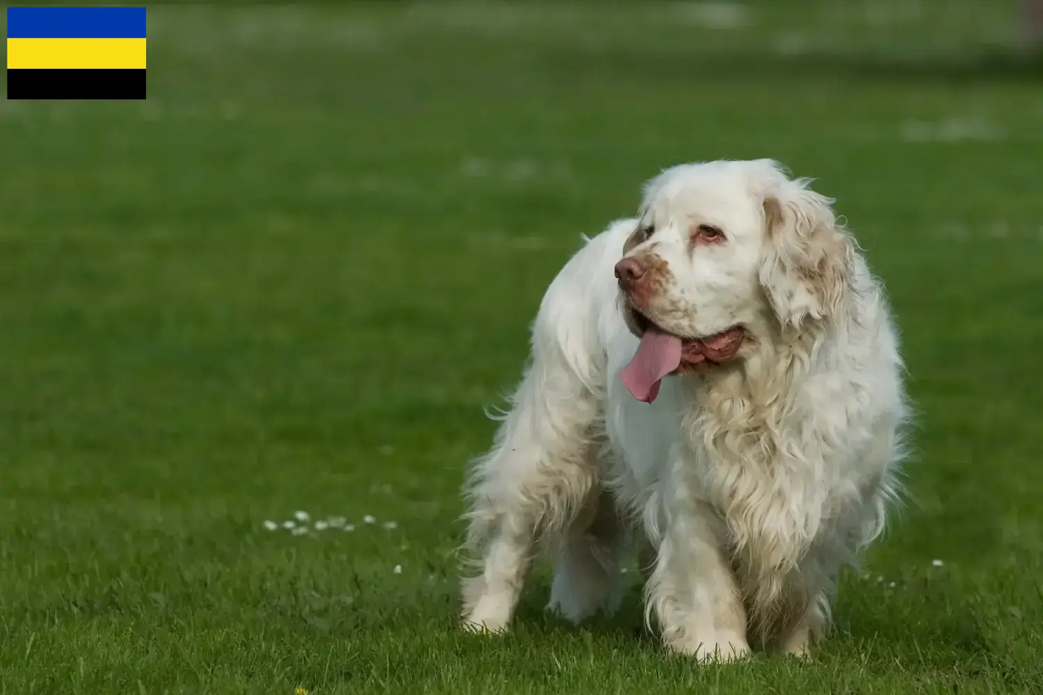 Lees meer over het artikel Clumber Spaniel fokkers en pups in Gelderland