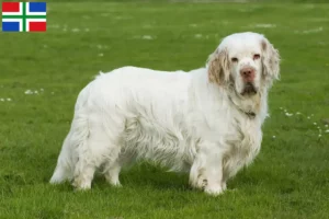 Lees meer over het artikel Clumber Spaniel fokkers en pups in Groningen