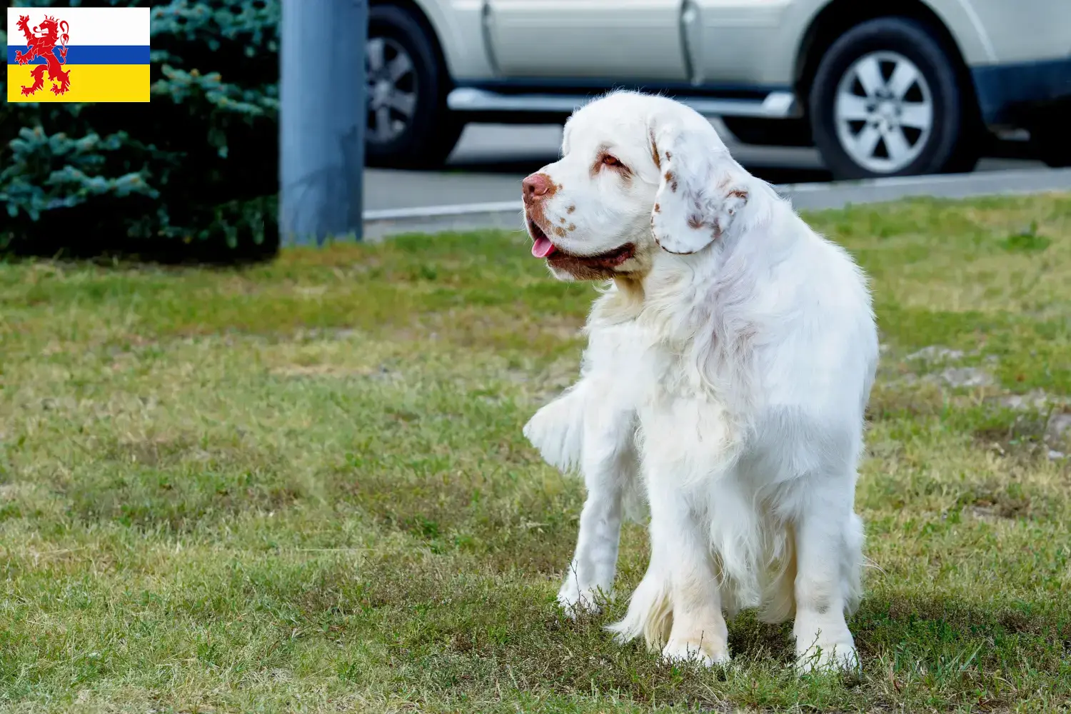 Lees meer over het artikel Clumber Spaniel fokker en pups in Limburg