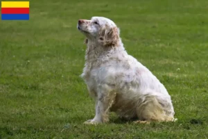 Lees meer over het artikel Clumber Spaniel fokkers en pups in Noord-Holland