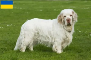 Lees meer over het artikel Clumber Spaniel fokkers en pups in Oekraïne