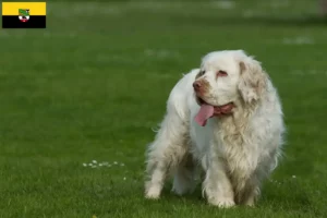 Lees meer over het artikel Clumber Spaniel fokkers en pups in Saksen-Anhalt