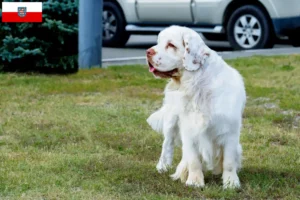 Lees meer over het artikel Clumber Spaniel fokkers en pups in Thüringen