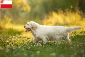 Lees meer over het artikel Clumber Spaniel fokkers en pups in Utrecht