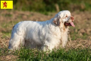 Lees meer over het artikel Clumber Spaniel fokkers en pups in Zuid-Holland