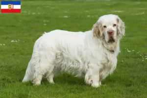 Lees meer over het artikel Clumber Spaniel fokkers en pups in Sleeswijk-Holstein