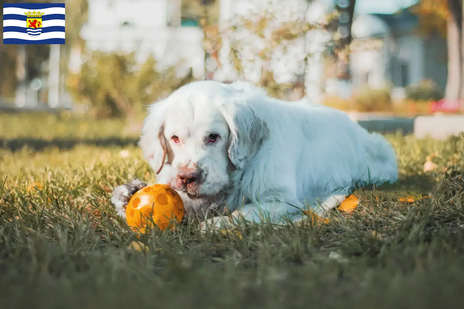 Lees meer over het artikel Clumber Spaniel fokkers en pups in Zeeland