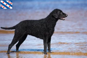 Lees meer over het artikel Curly Coated Retriever fokkers en pups in Friesland