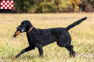 Lees meer over het artikel Curly Coated Retriever fokkers en pups in Noord-Brabant