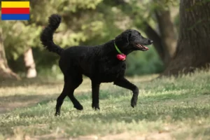 Lees meer over het artikel Curly Coated Retriever fokkers en pups in Noord-Holland