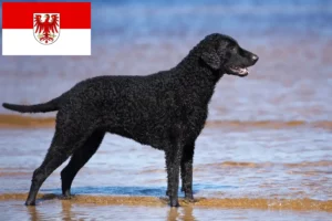 Lees meer over het artikel Curly Coated Retriever fokkers en pups in Brandenburg