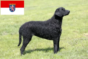 Lees meer over het artikel Curly Coated Retriever fokkers en pups in Hessen