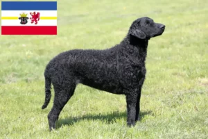 Lees meer over het artikel Curly Coated Retriever fokkers en pups in Mecklenburg-Vorpommern