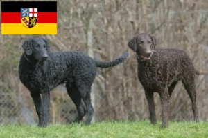 Lees meer over het artikel Curly Coated Retriever fokkers en pups in Saarland