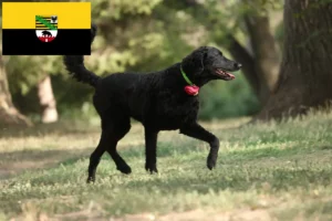 Lees meer over het artikel Curly Coated Retriever fokkers en pups in Saksen-Anhalt