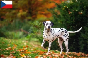 Lees meer over het artikel Dalmatiër fokkers en puppy’s in Tsjechië