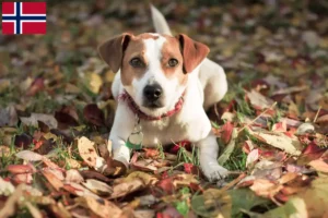 Lees meer over het artikel Deens-Zweedse Boerenhondenfokkers en puppies in Noorwegen