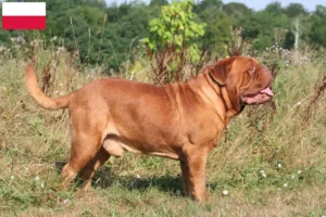 Lees meer over het artikel Dogue de Bordeaux fokkers en pups in Polen