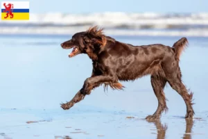 Lees meer over het artikel Duitse Langhaar fokkers en pups in Limburg