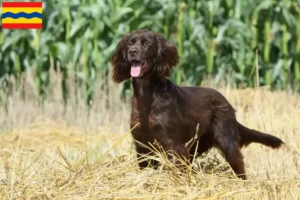 Lees meer over het artikel Duitse Langhaar fokkers en pups in Overijssel