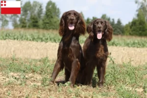 Lees meer over het artikel Duitse Langhaar fokkers en pups in Utrecht