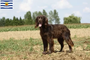 Lees meer over het artikel Duitse Langhaar fokkers en pups in Zeeland