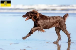 Lees meer over het artikel Duitse Langhaar fokkers en pups in Baden-Württemberg