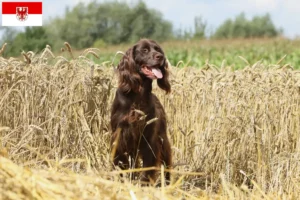 Lees meer over het artikel Duitse Langhaar fokkers en puppies in Brandenburg